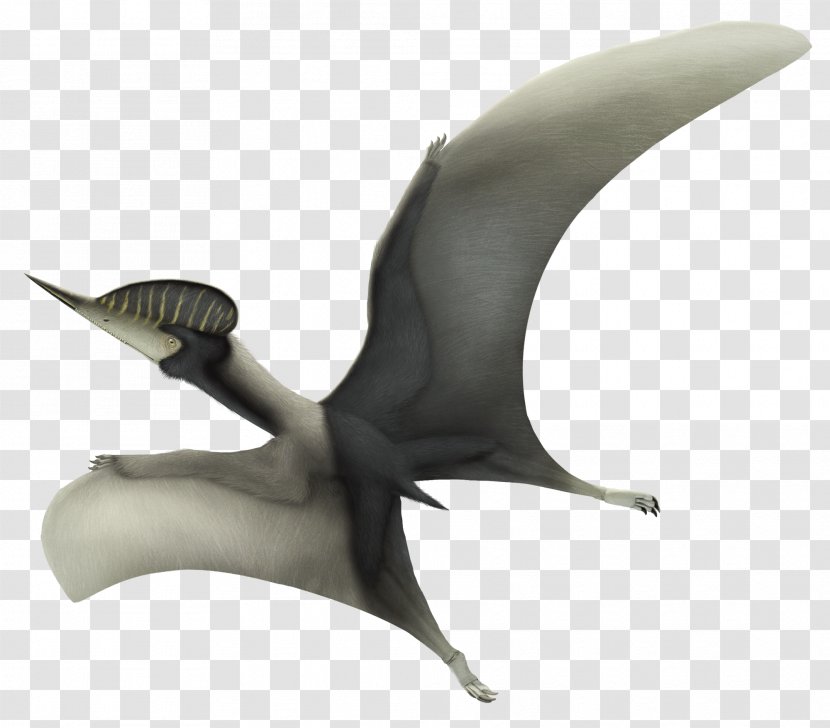 Noripterus Dsungaripterus Lianmuqin Formation Early Cretaceous - Pterosaurs - Banner Transparent PNG