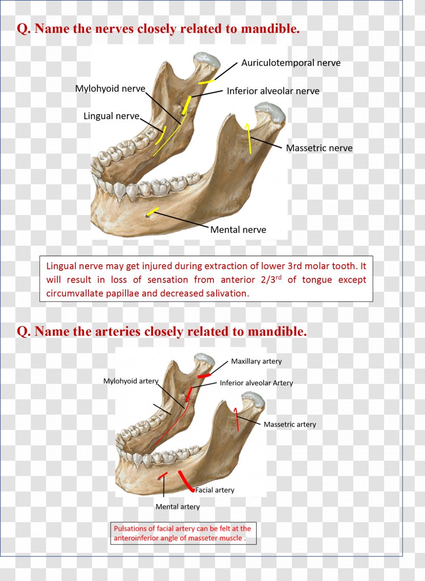 Mandible Netter's Anatomy Flash Cards Jaw Lingual Nerve - Watercolor - Cartoon Transparent PNG