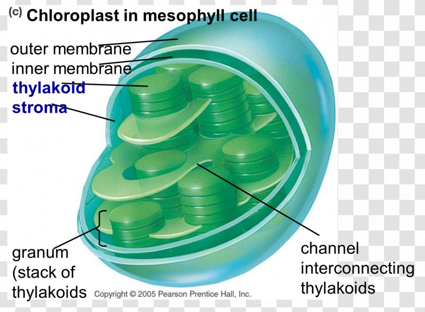 Chloroplast Photosynthesis Cell Chlorophyll Centriole - Presentation - Pore Transparent PNG