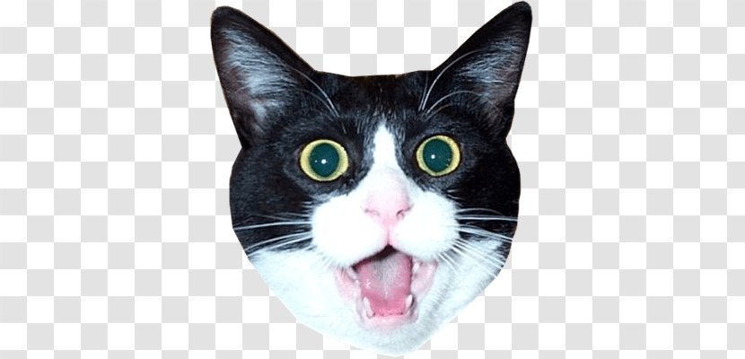 Lolcat Kitten Pet - Cat Transparent PNG