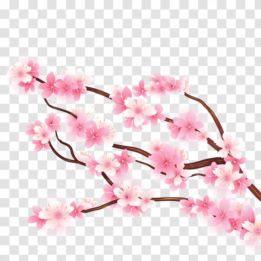 Cherry Blossom Branch - Blossoms Transparent PNG