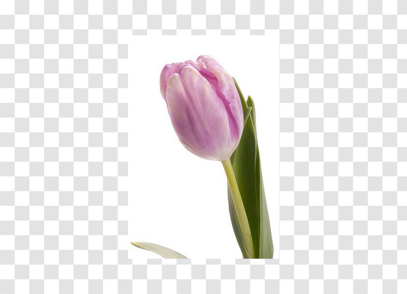 Tulip Fit Flovers Ru Purple Petal Plant Stem Transparent PNG