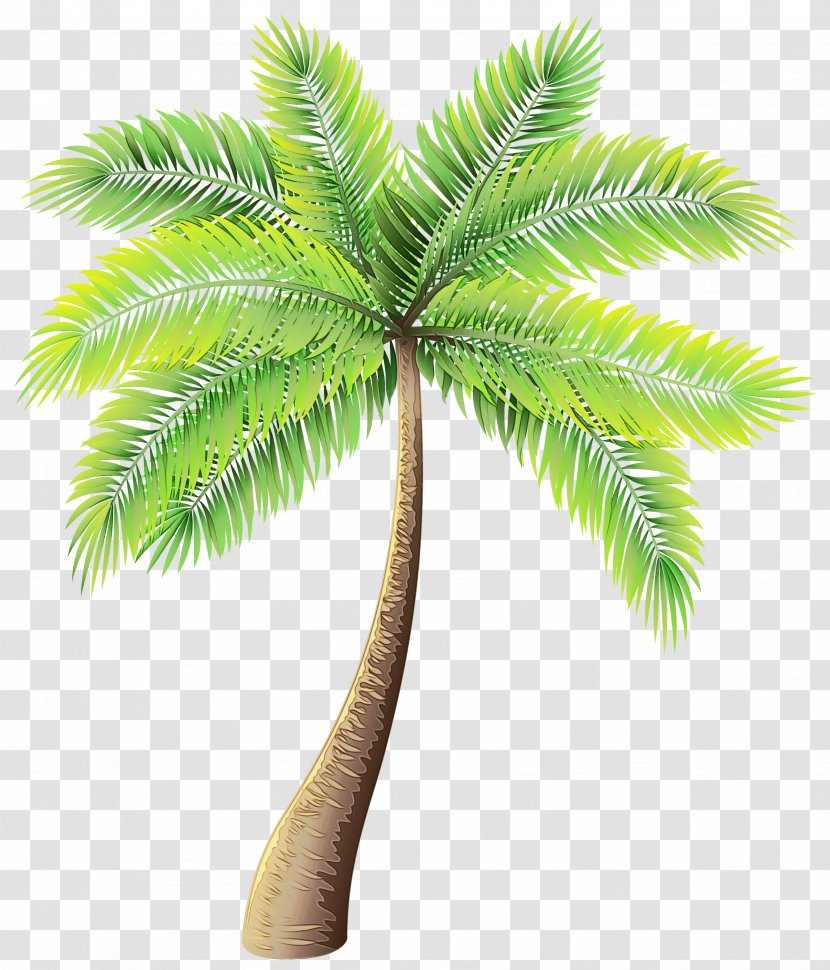 Clip Art Palm Trees Image Vector Graphics - Leaf - Cycad Transparent PNG