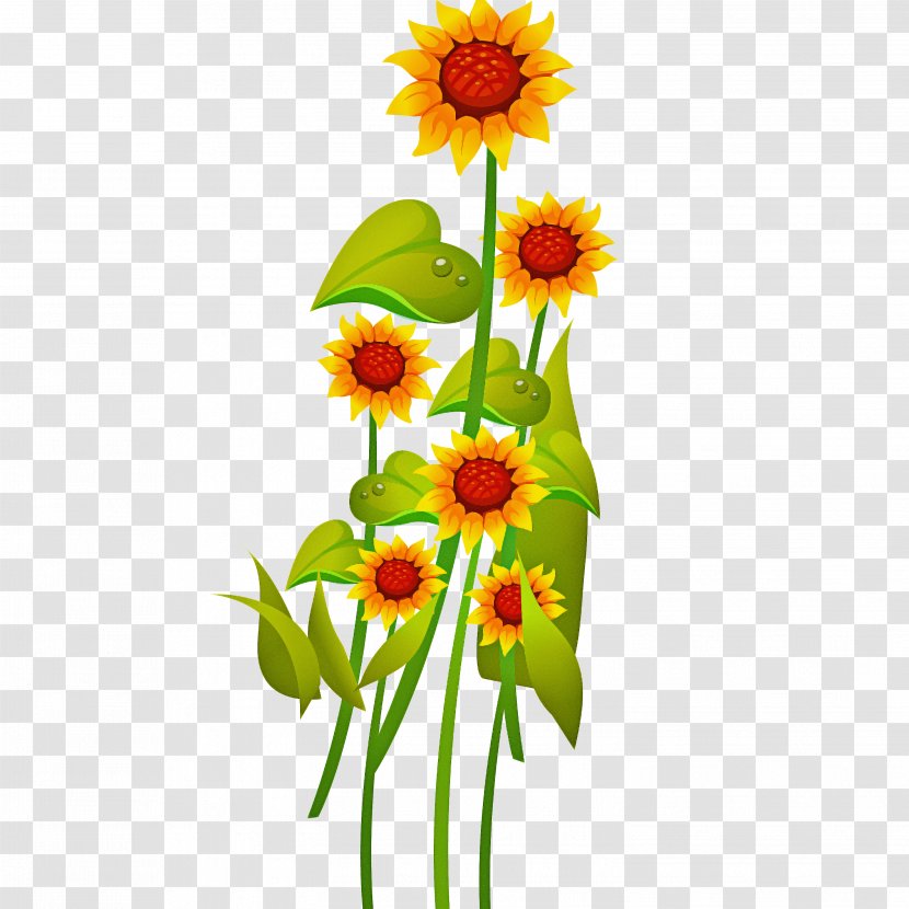 Sunflower - Daisy Family - Yellow Transparent PNG