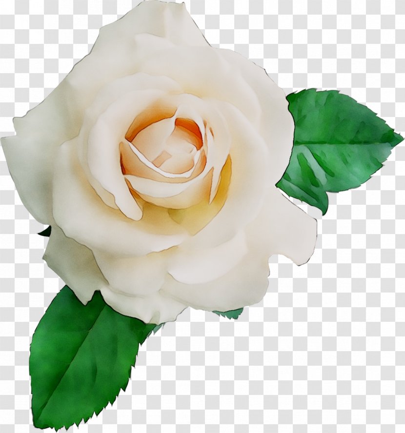 Garden Roses Cabbage Rose Floribunda Floristry Cut Flowers - Hybrid Tea Transparent PNG