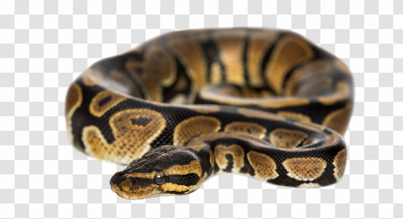 Ball Python Snake Molurus Burmese Stock Photography - Alamy - Entrenched Transparent PNG