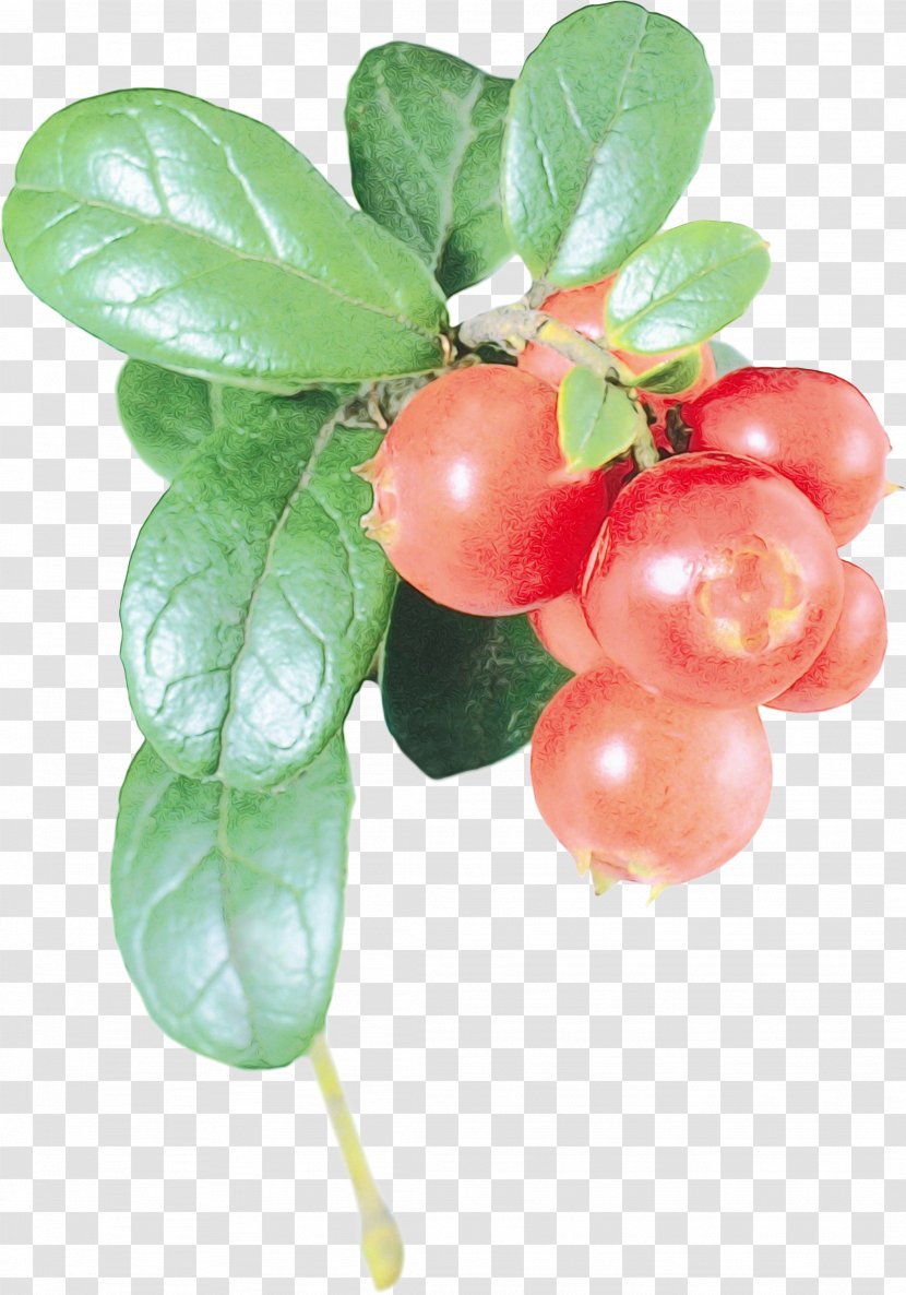 Plant Fruit Flower Lingonberry Food - Wet Ink - Woody Berry Transparent PNG