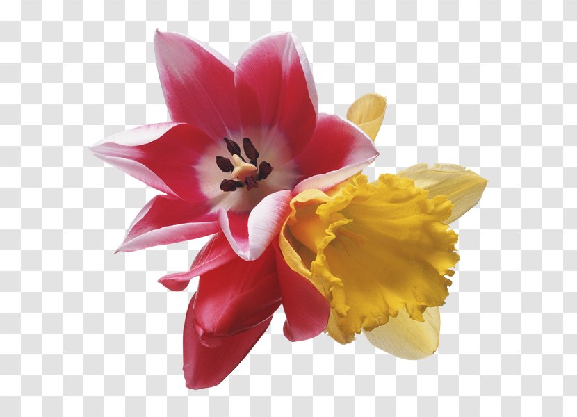 Flower Clip Art - Lily Family Transparent PNG