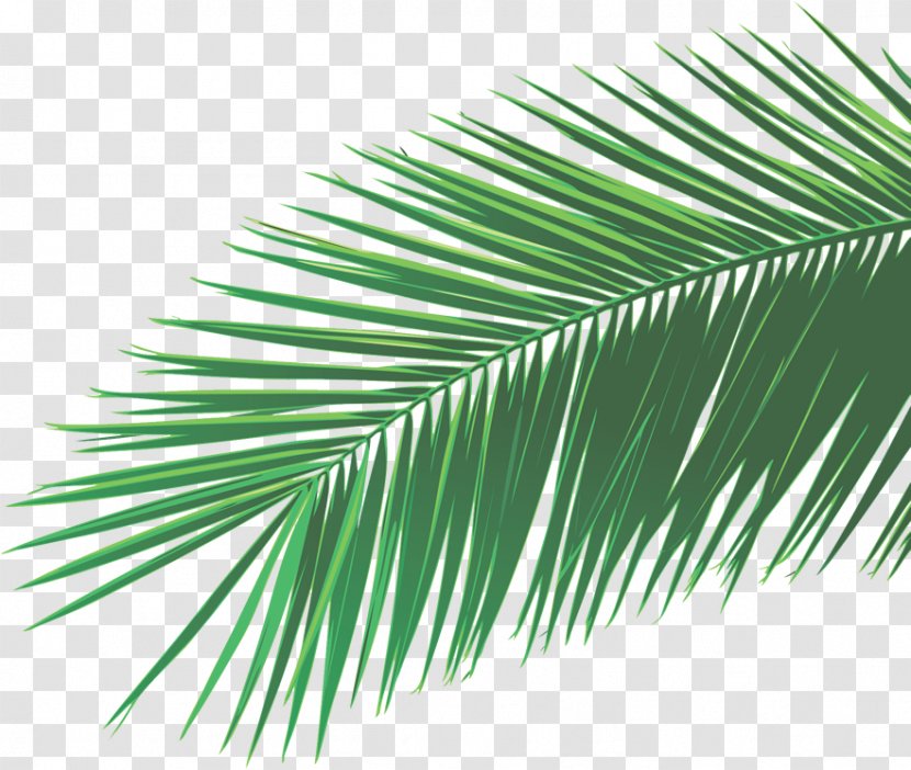 Arecaceae Palm-leaf Manuscript - Tree - Leaf Transparent PNG