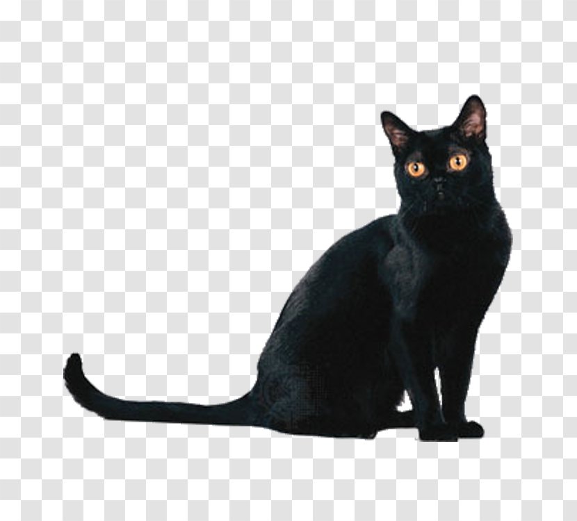 Bombay Cat American Shorthair British Persian Burmese - German Rex - Black Transparent PNG