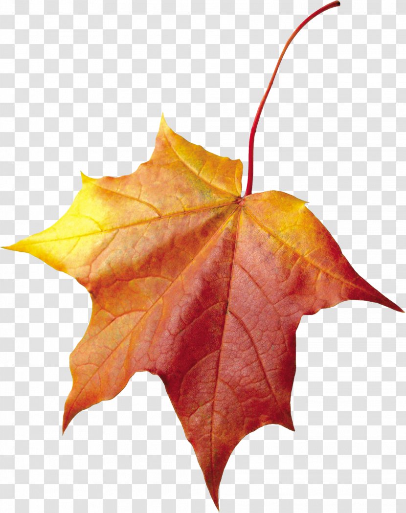 Autumn Leaf Color - Cross Stitch Transparent PNG