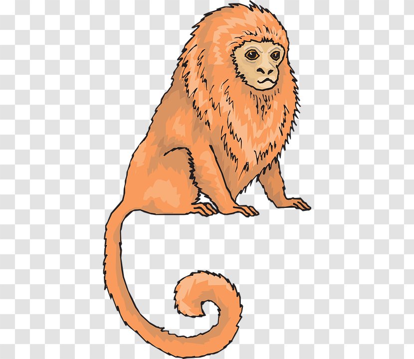 Golden Lion Tamarin Pygmy Marmoset Monkey Clip Art - Big Cats Transparent PNG