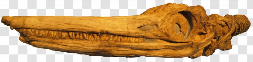 Temnodontosaurus Shastasaurus Ichthyosaur Early Jurassic Triassic - Creative Skull Transparent PNG