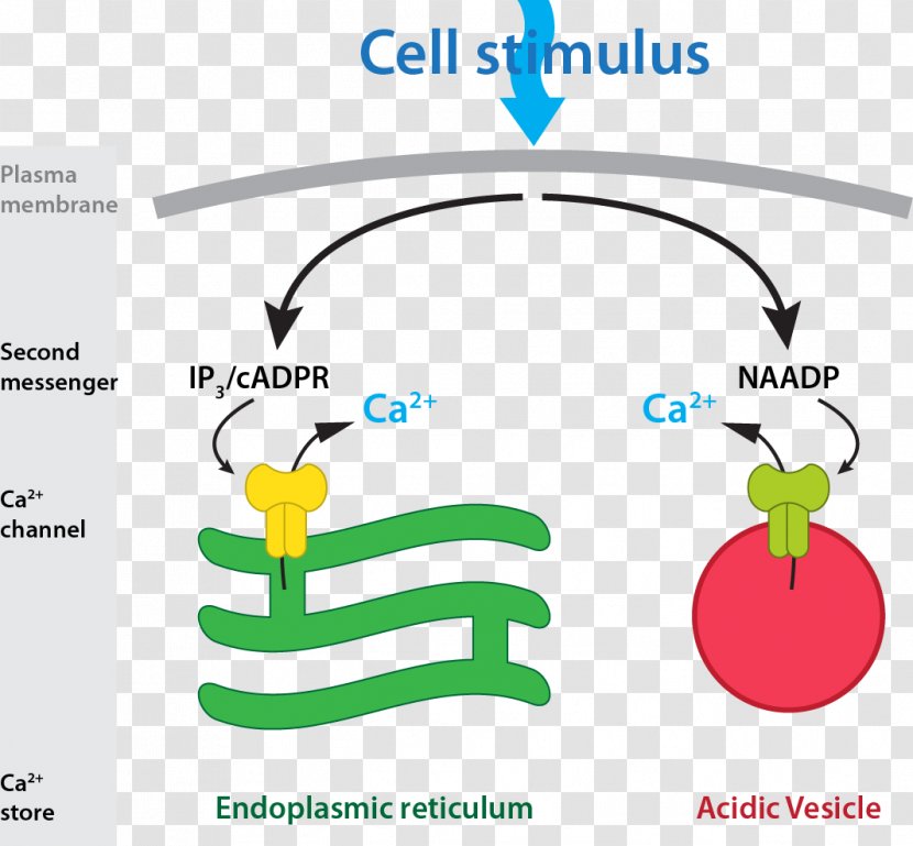 Nicotinic Acid Adenine Dinucleotide Phosphate Second Messenger System Receptor Inositol Trisphosphate Cyclic ADP-ribose - Diagram - Flavin Transparent PNG