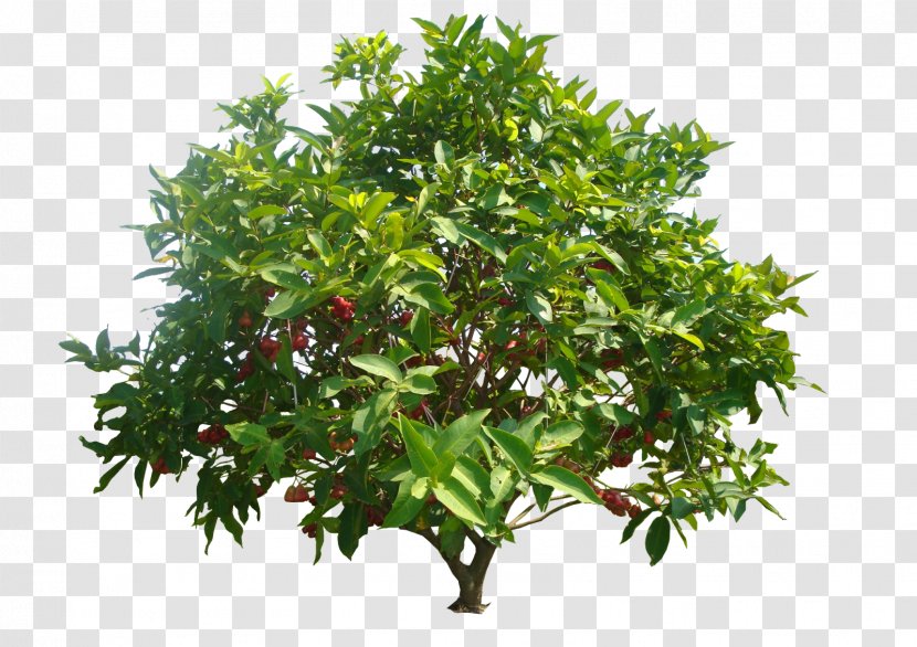 Watery Rose Apple Common Guava Java Syzygium Malaccense Tree - Crop - Mango Transparent PNG