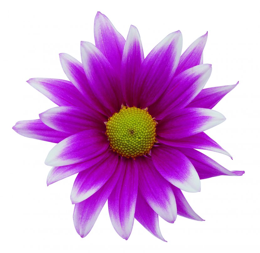 Flower Display Resolution Clip Art - Daisy Family - Images Free Transparent PNG