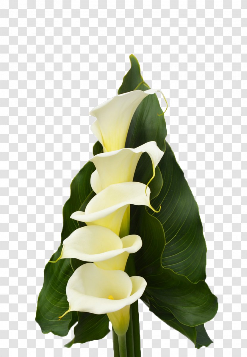Floral Design Calas Cut Flowers Plant Stem - Petal Transparent PNG