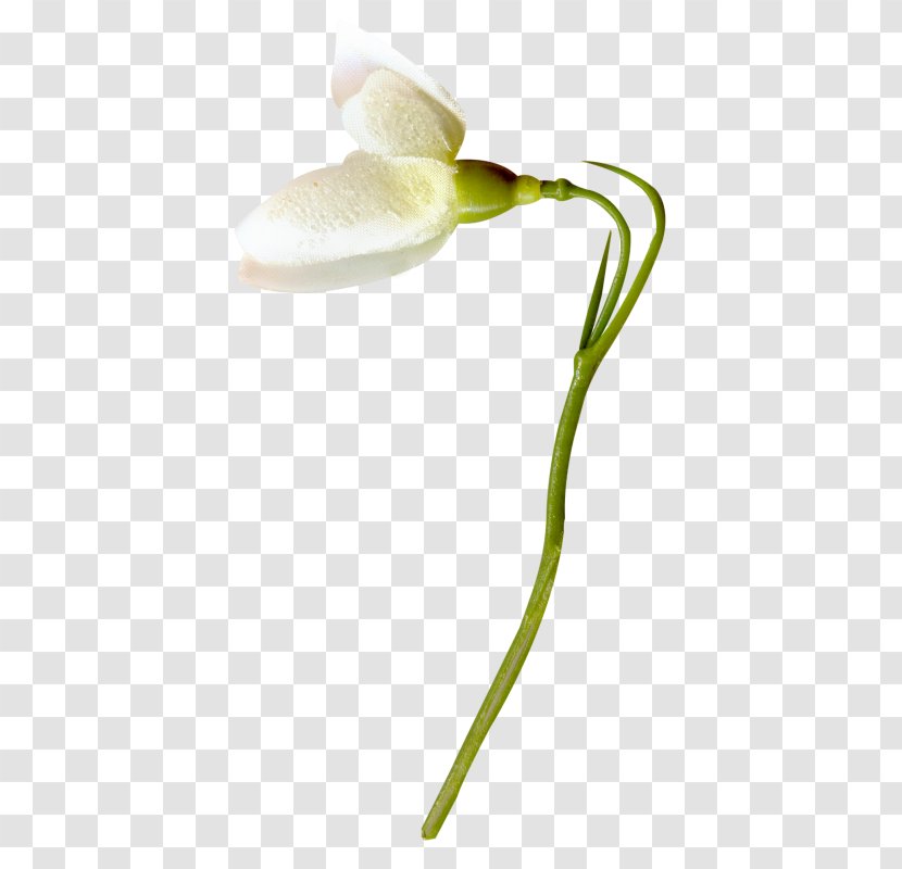 Flower White Clip Art - Plant Stem - Small Fresh Floral Patterns Transparent PNG