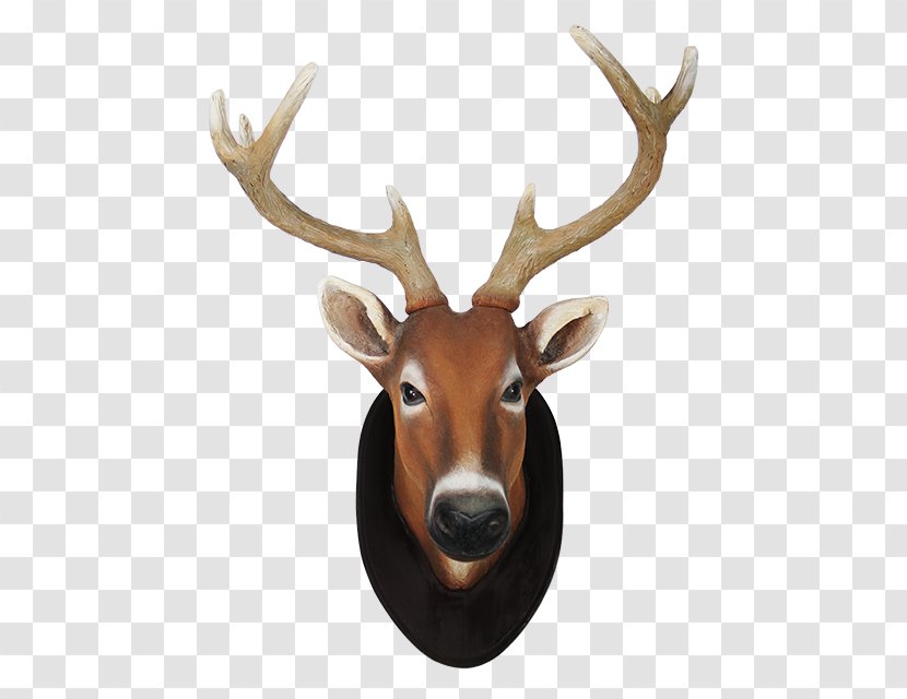 Reindeer White-tailed Deer Elk Animal - Calf - Head Transparent PNG