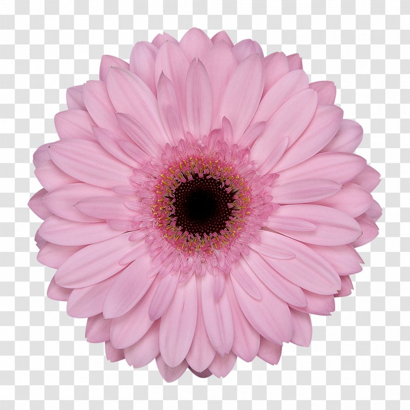 Transvaal Daisy Cut Flowers Floristry Assortment Strategies - Flower Transparent PNG