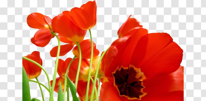 Flower Bouquet Poppy Tulip Wallpaper - Red Transparent PNG