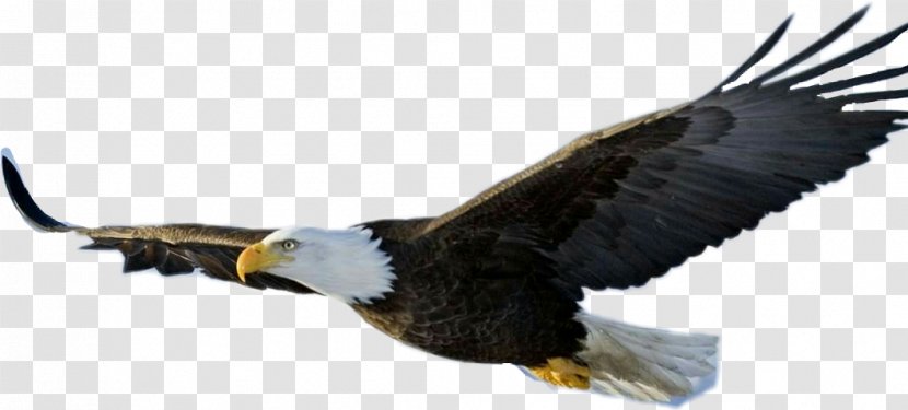 Bald Eagle Bird - Feather Transparent PNG