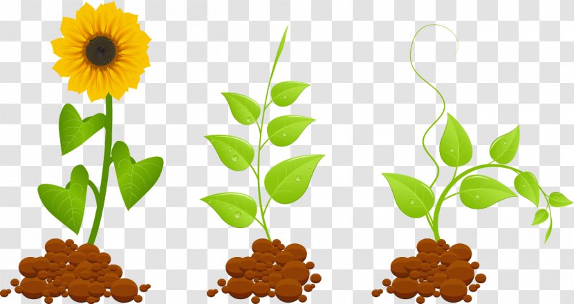 Plant Euclidean Vector Clip Art - Sunflower Seed - Sunflowers Growing Transparent PNG