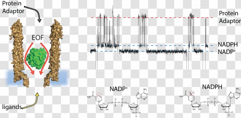 Oxford Nanopore Technologies Nucleic Acid Technology - Heart Transparent PNG