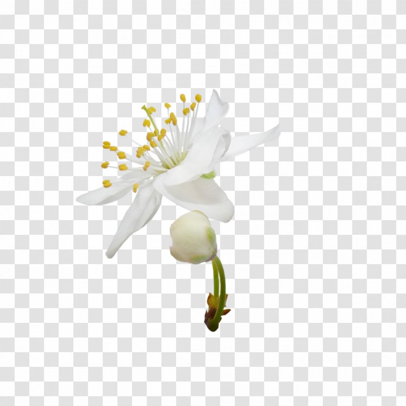 Blossoming Pear Tree Flower White - Membrane Winged Insect - Blossom,decoration,scenery Transparent PNG
