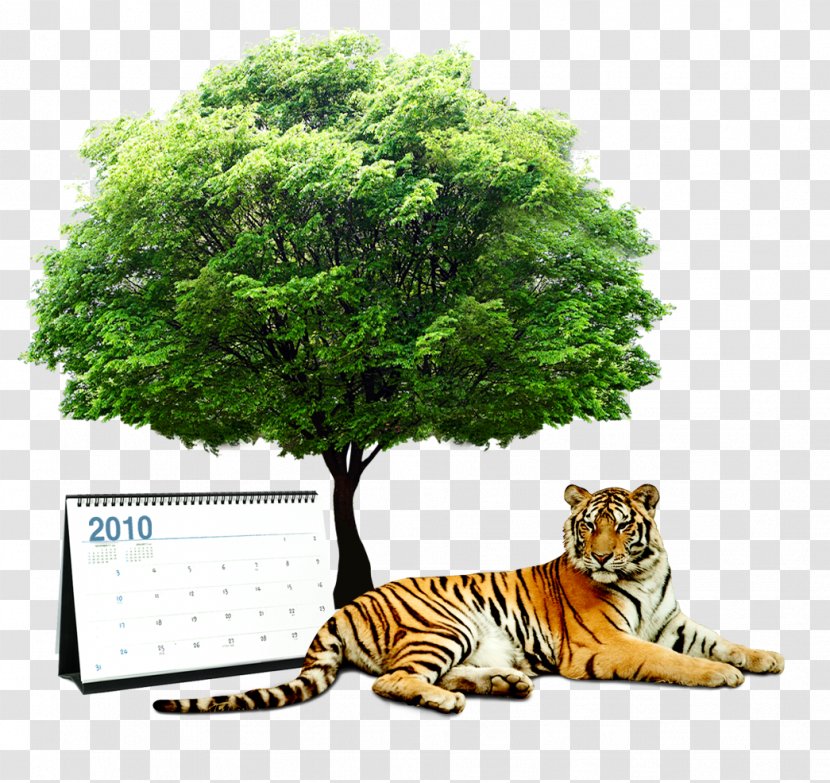 Spain Consumption Building - Organism - Tiger Tree Transparent PNG