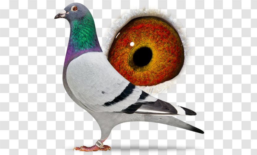 Beak Feather - Racing Pigeon Transparent PNG