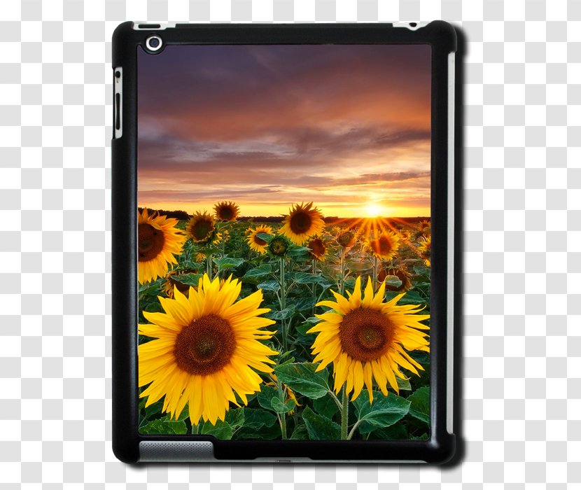 Desktop Wallpaper Common Sunflower - Landscape - Flower Transparent PNG