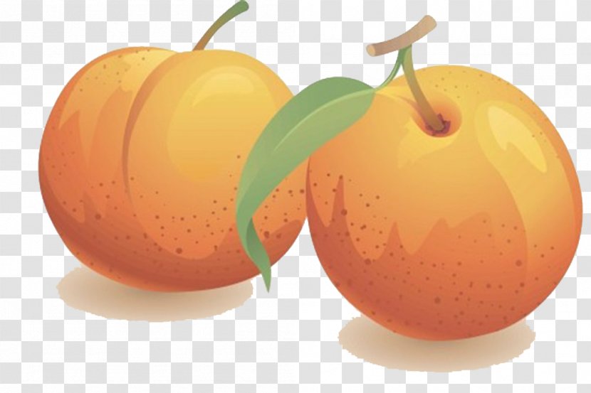 Nectarine Fruit Clip Art - Royaltyfree - Peach Transparent PNG