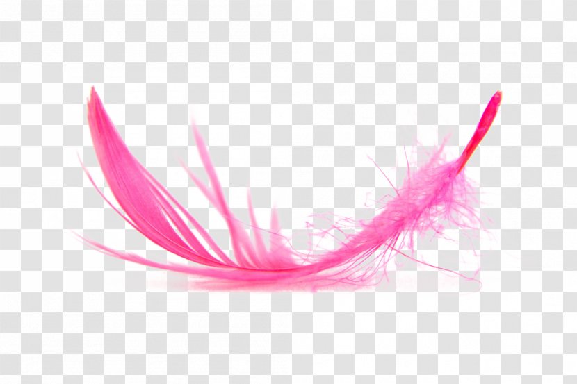 Feather Download - Template Transparent PNG