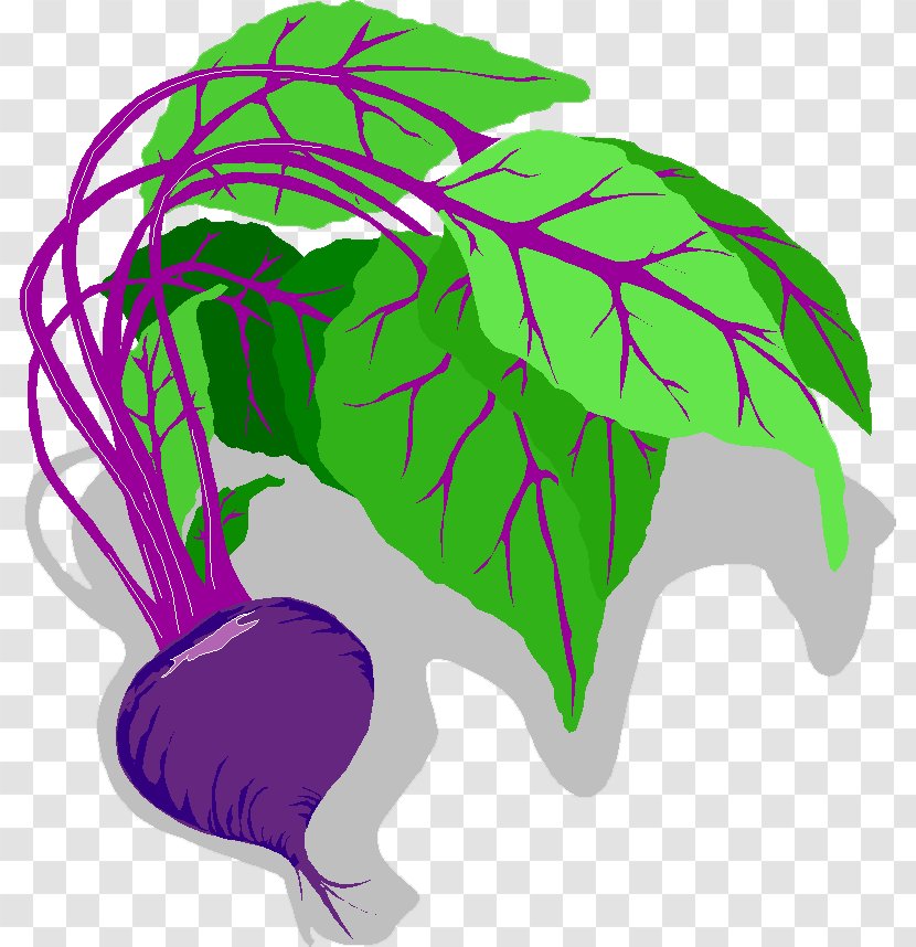 Vegetable Beetroot Sugar Beet Radish Food - Eating - Rave Transparent PNG