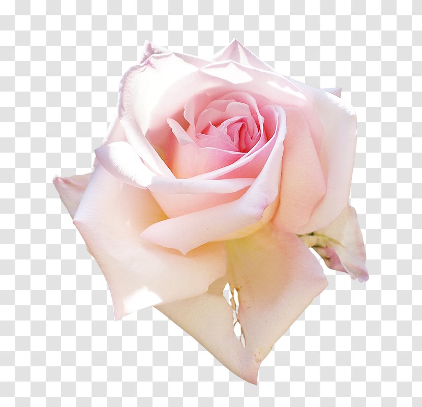 Garden Roses Still Life: Pink Floral Design - Flower Bouquet Transparent PNG