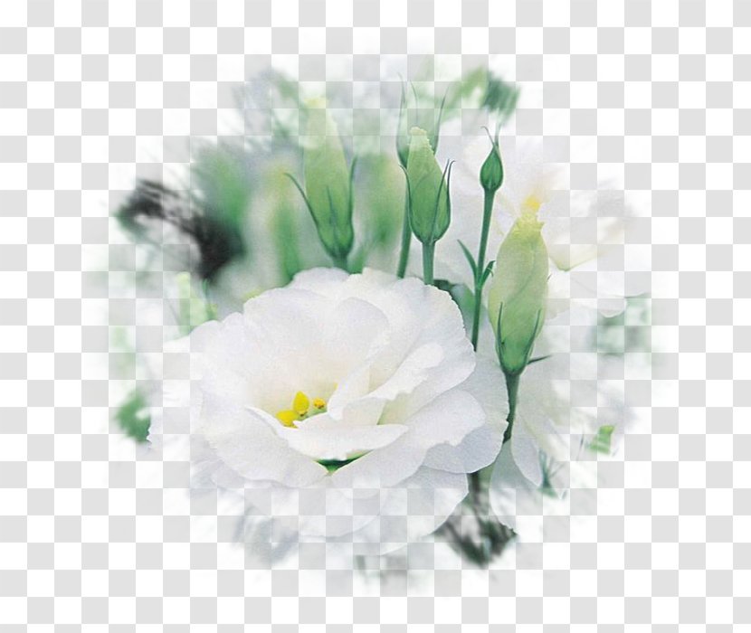 Cut Flowers Eustoma Russellianum Flower Bouquet Plant - Artificial Transparent PNG