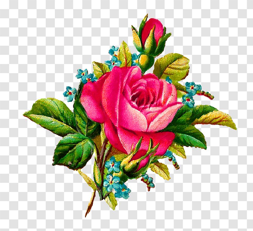 Flower Garden Roses Pink Clip Art - Petal - Peony Watercolor Transparent PNG
