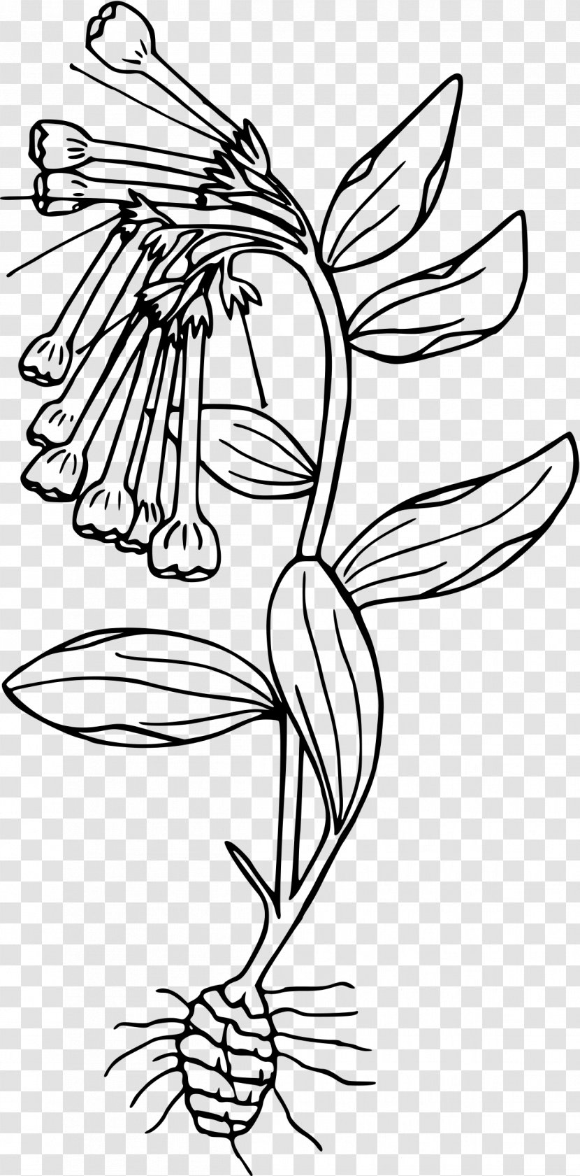 Drawing Black And White Clip Art - Line - Osmanthus Flower Transparent PNG