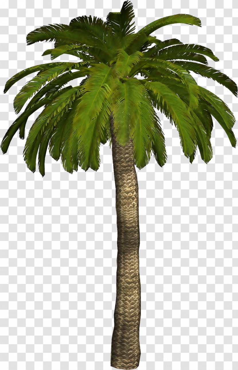 Arecaceae Clip Art - Photography - Coconut Tree 3D Material Free To Pull Transparent PNG