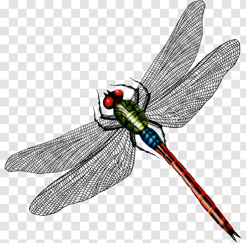 Dragonfly Butterfly Image Design - Odonate - Nemrod Mountain Transparent PNG