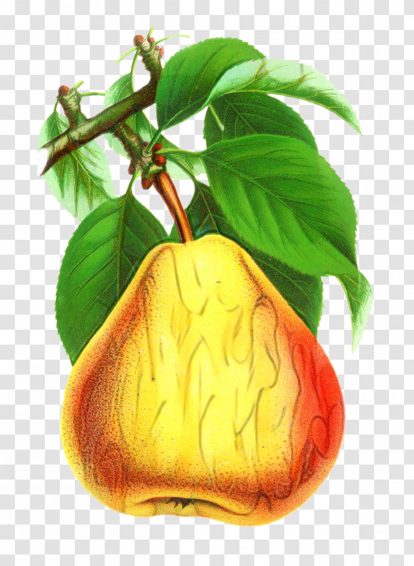 Fruit Tree - Nepenthes - Vegetarian Food Transparent PNG