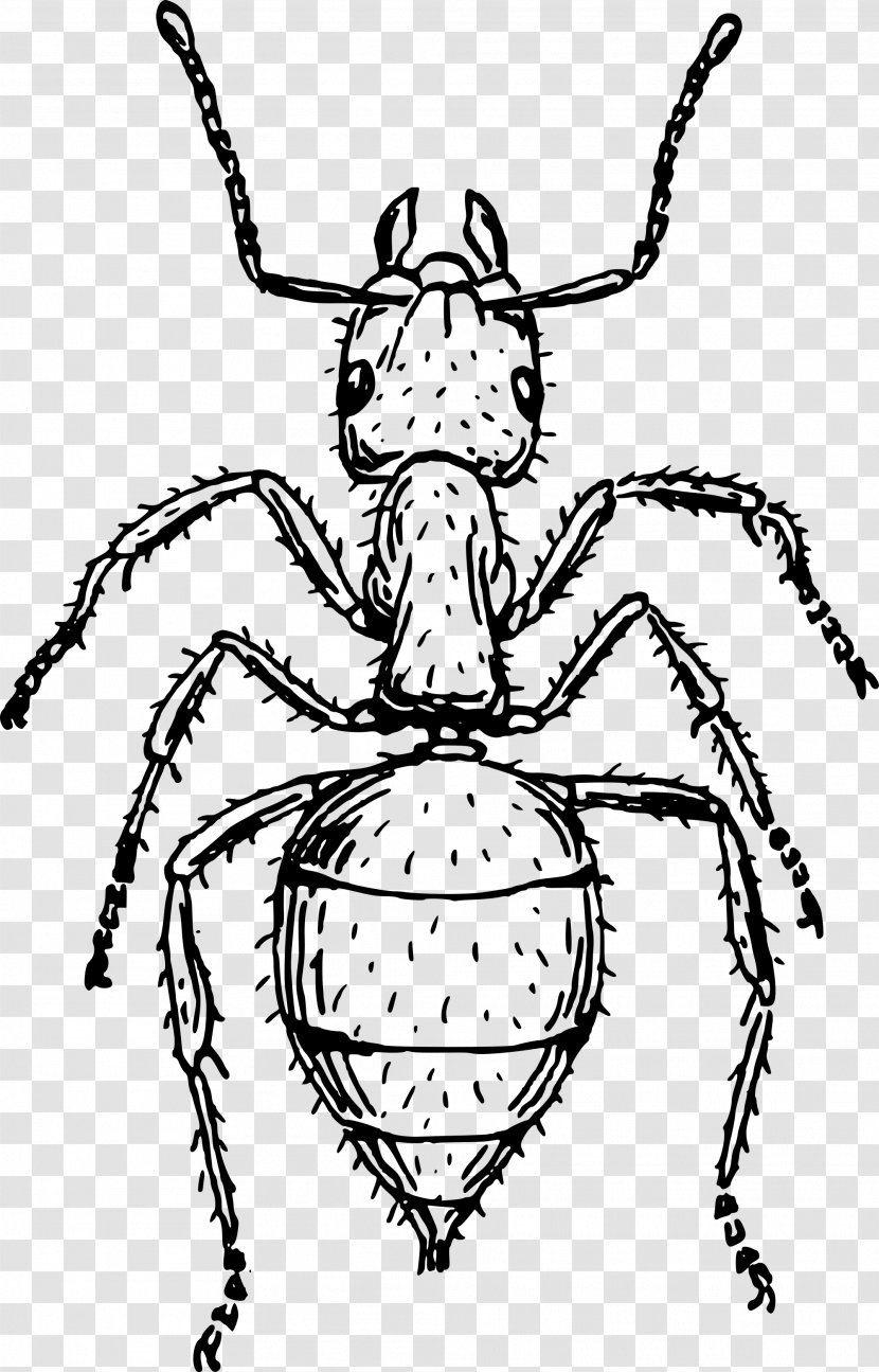 Insect Ant Drawing Line Art - Monochrome Photography Transparent PNG