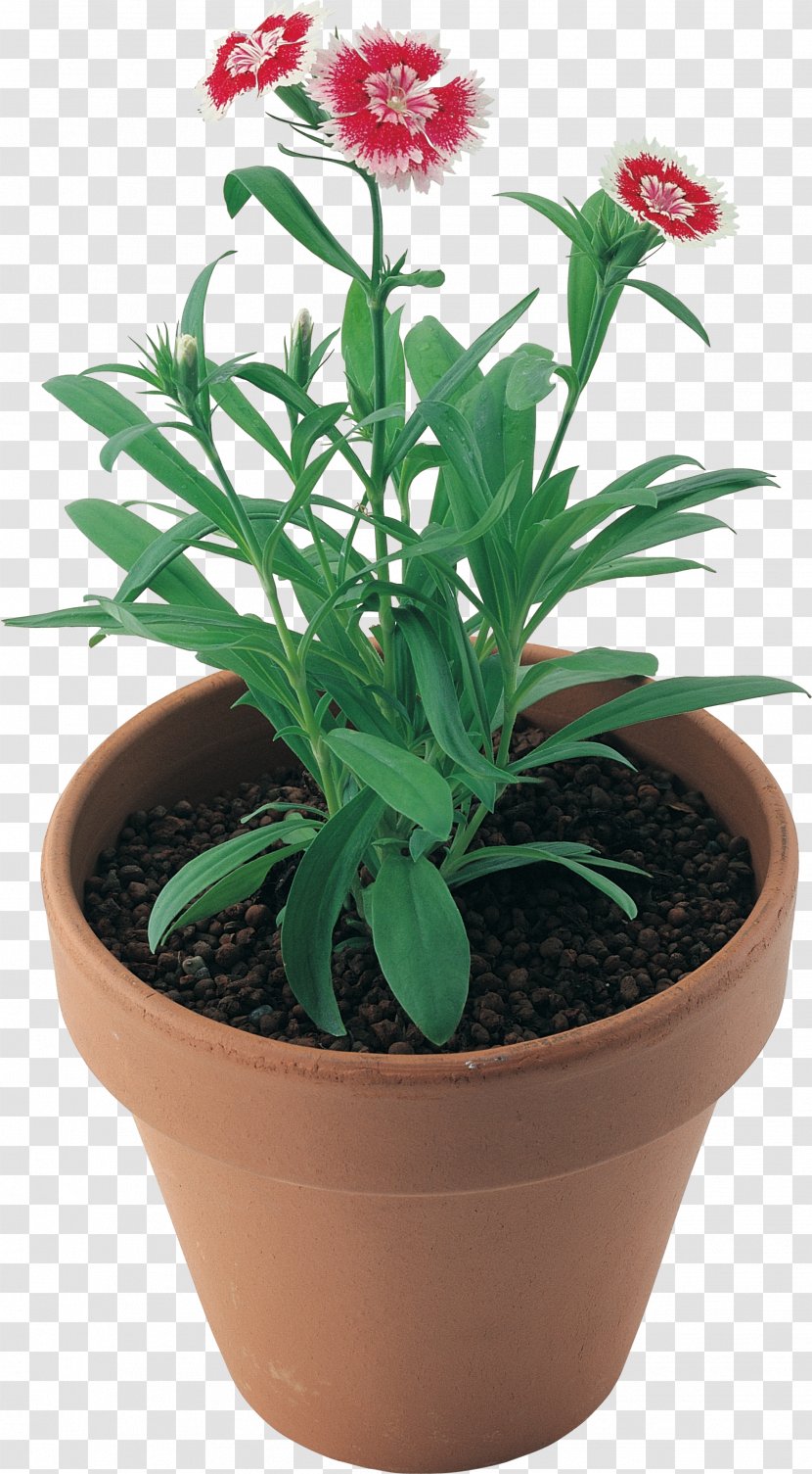 Flowerpot Houseplant - Digital Image - CARNATION Transparent PNG