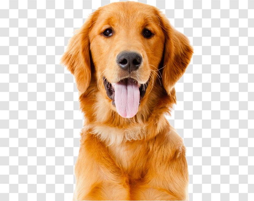 Golden Retriever Labrador Labradoodle Puppy - Snout Transparent PNG