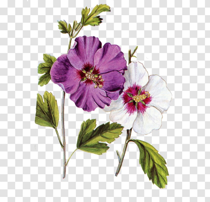 Design Download Image Illustration - Geraniaceae - Flowering Plant Transparent PNG