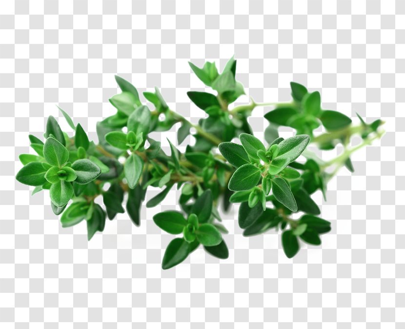Garden Thyme Seed Herb Vegetable - Oil - Fresh Green Leaf Picture Material Transparent PNG