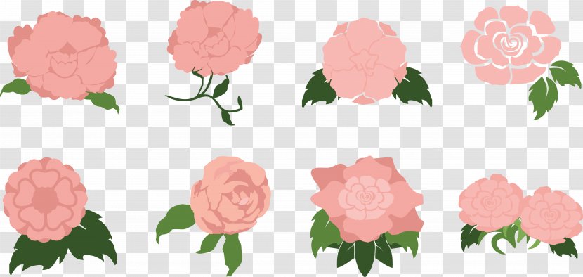 Garden Roses Anemone Coronaria Centifolia Pink - Vecteur - Silver Lotus Sweet Transparent PNG