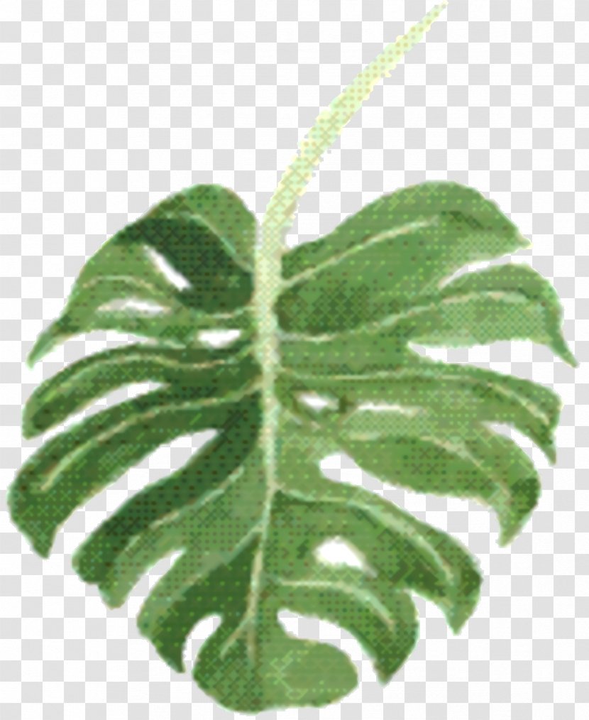 Family Tree Background - Arum - Houseplant Transparent PNG