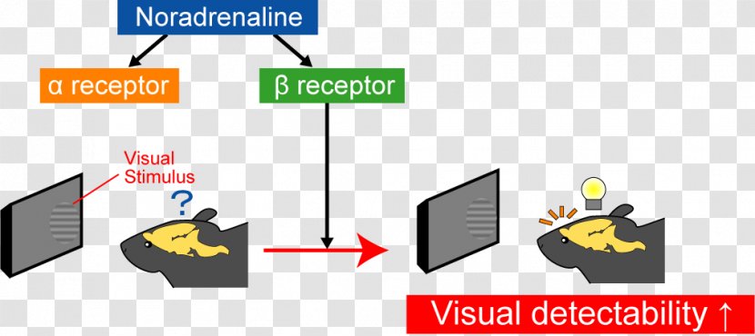 Beta-2 Adrenergic Receptor Beta-adrenergic Agonist Norepinephrine - Electronics Accessory - Hormone Secretion Transparent PNG